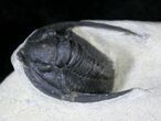 Nice Diademaproetus Trilobite - Foum Zguid, Morocco #28145-1